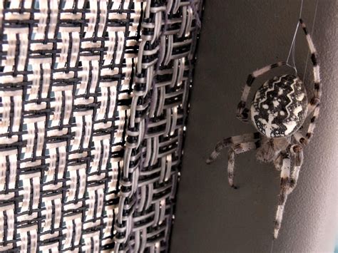 Araneus marmoreus (Marbled Orb-weaver) in Kemptville, Ontario Canada