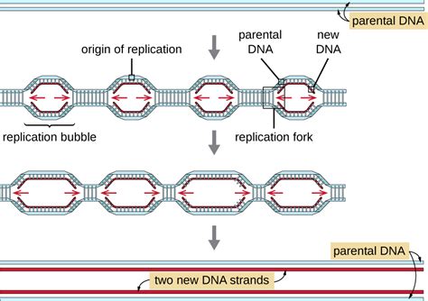 Origin of Replication 的图像结果
