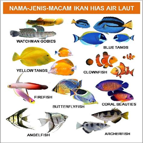 – ikan Laut Gurih dan Lembut – Favorit Konsumsi: Bakalau – Konsumsi Hebat: Salmon – Ketagihan Gurihnya: Tuna – Pesan Seafood Gurih: Pari – Niat Konsumsi Ikan: Sarden – Favorit Penggemar: Makarel – Konsumsi Sehat: Barramundi – Pelbagai Gurihnya: King Mackerel – Konsumsi Luxurious: Crayfish