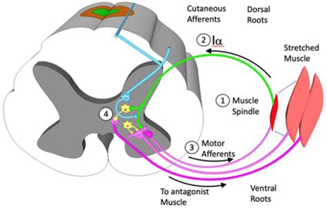 Muscle Spindle Stretch Reflex 的图像结果