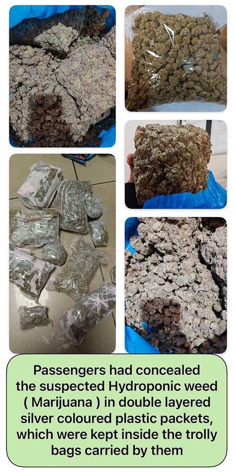 Mumbai: Airport Customs Seizes Over 26 Kg Of Smuggled Hydroponic ...