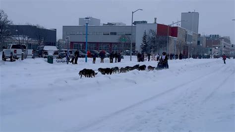 Sled dogs race during ceremony in Anchorage, Alaska, USA