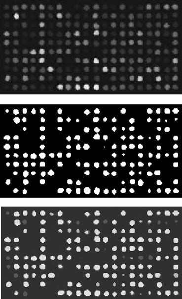 cDNA Microarray 的图像结果