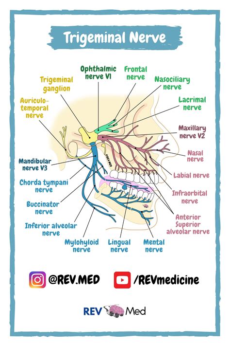 Trigeminal Nerve | REV MED Human Anatomy Diagrams for Reference | Dental anatomy, Medical ...