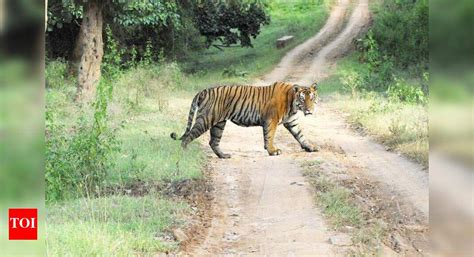 Tigers roam in the wild unseen, undeterred as lockdown keeps visitors ...