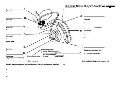 Image result for Male Reproduction System Textbook