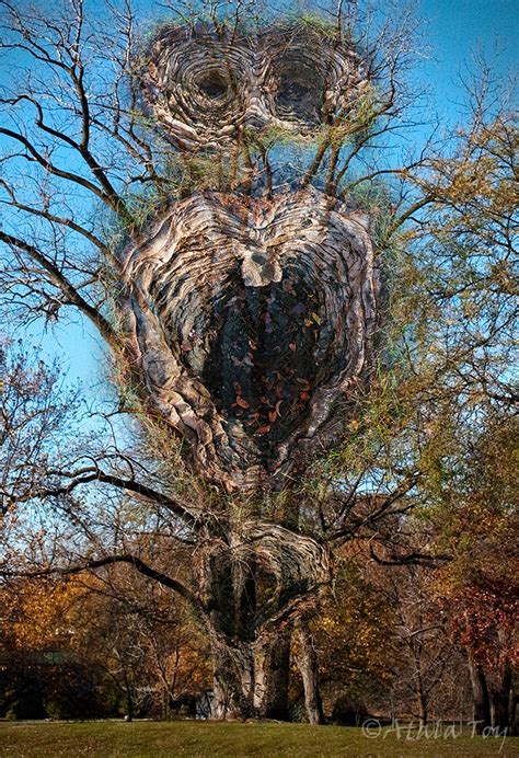 Image result for Two Spirit Tree