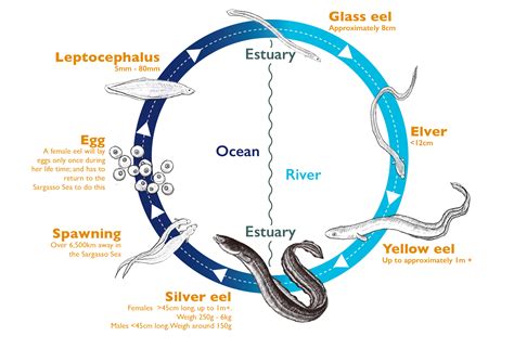 Complex Life Cycle of an Eel – Thames Rivers Trust - how does eel reproduce