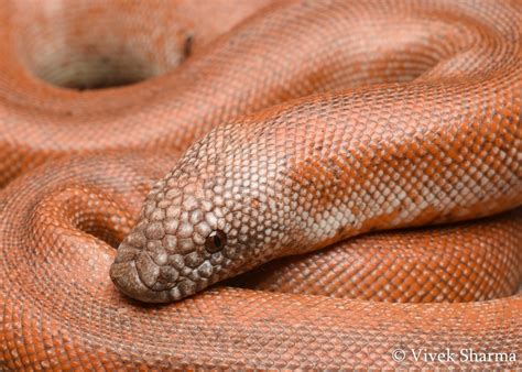 Indian Snakes - Indian Snakebite Initiative