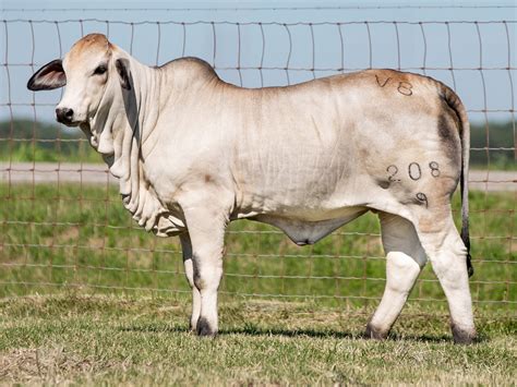 Brahman Cattle Characteristics