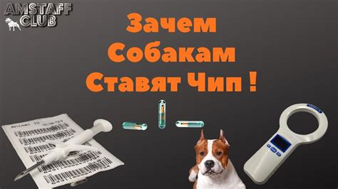 Для чего собаке Чип?Нужен ли Чип для собак? В чем преимущества и плюсы ...