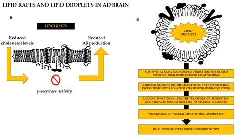Exploring the Dynamic Changes of Brain Lipids, Lipid Rafts, and Lipid ...