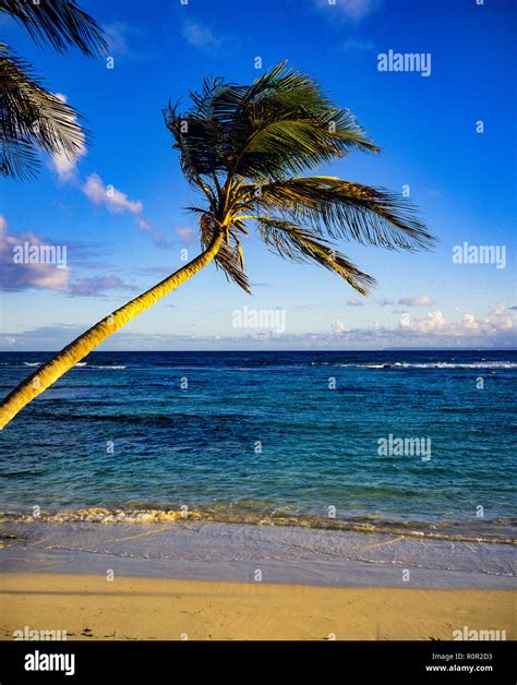 Lone palm tree, tropical beach, Caribbean sea, horizon, Guadeloupe ...