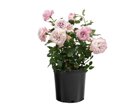 Nicole Carol Miller - Star® Roses and Plants