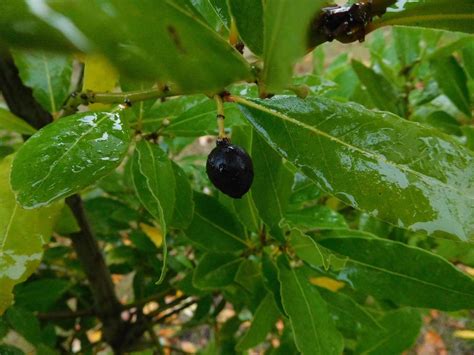 Bay Laurel (Laurus nobilis) - Calendula Farm & Nursery