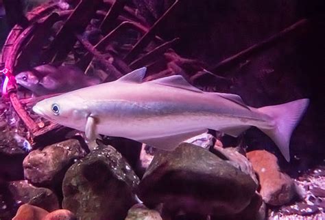 Cod Fish Swimming 的图像结果