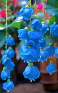 Siddhi Vinayak Gallery® Blue color Weeping begonia flower bulbs for ...