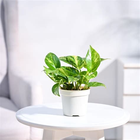 Ugaoo Good Luck Money Plant Variegated Live Plant With Grow Pot ...