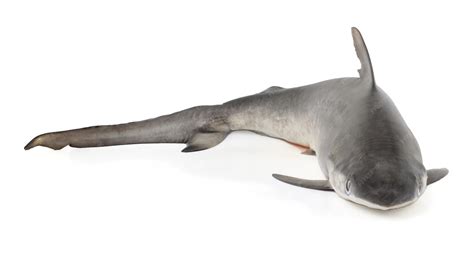 Grey Nurse Shark Teeth