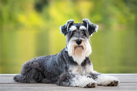 Breeder Of Miniature Schnauzers