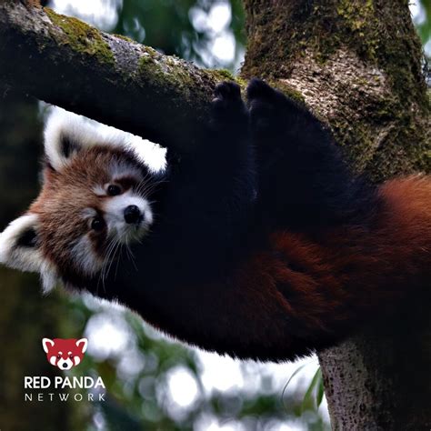 Red Panda Network on LinkedIn: #stopwildlifecrime #nopandapoaching # ...