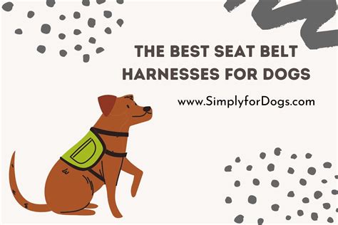 The Best Seat Belt Harnesses for Dogs (Easy to Use) - Simply For Dogs
