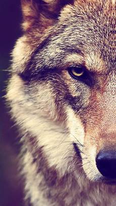 Wolf Wallpaper 4k Iphone by Wolf Iphone Wallpapers Top Free Wolf Iphone Backgrounds Wolf Wallpaper 4k Iphone