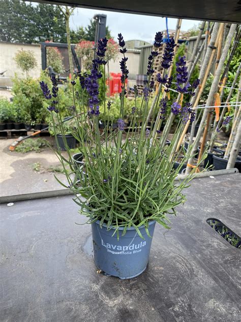 English Lavender - Lavandula Angustifolia Hedging | Harrod Outdoors