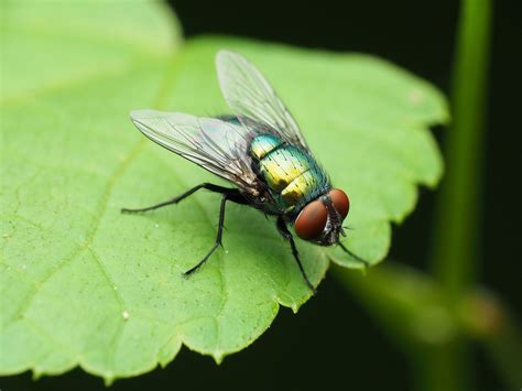 What Does A Green Fly Look Like at Sean Pride blog