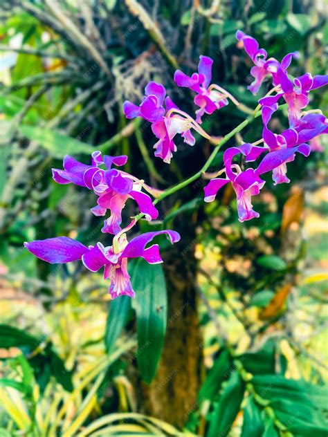 Premium Photo | Beautiful purple color orchid flowers