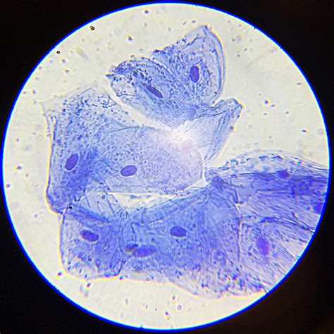 Cheeks Cells Under a Compound Microscope 的图像结果
