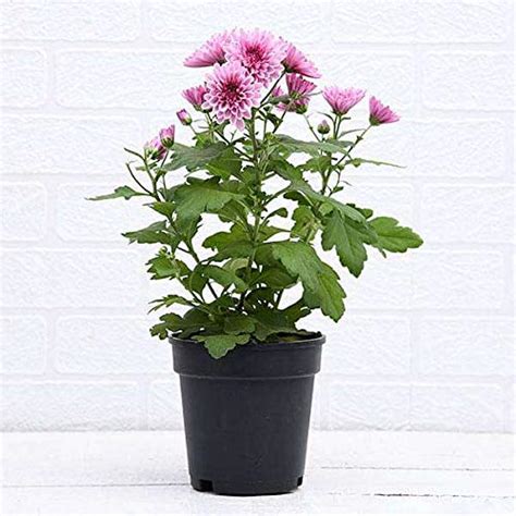 Shevanti, Chrysanthemum (Wine Color) - Plant : Amazon.in: Garden & Outdoors