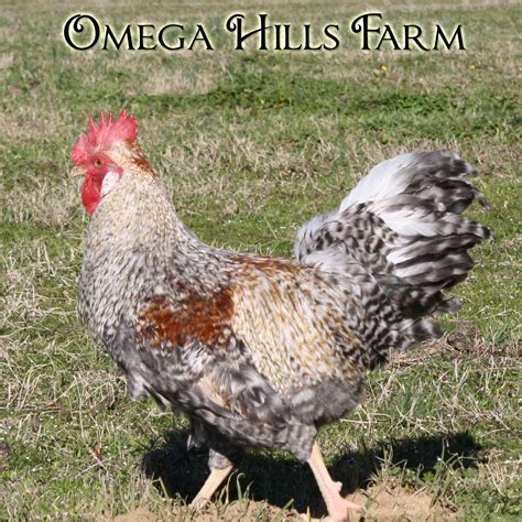 Cream Legbar Chickens and Hatching Eggs for Sale