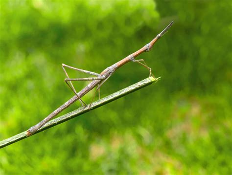 Life Cycle Of A Walking Stick Insect - Infoupdate.org - habitat of insects