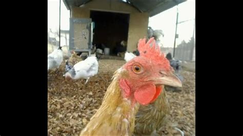 HowToBasic Chicken Reaction 的图像结果