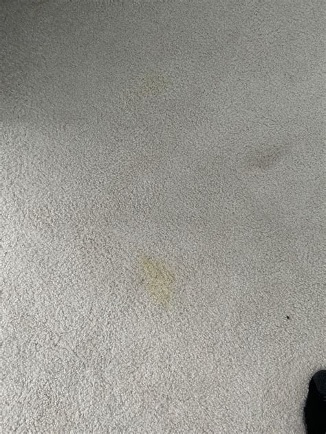 Dog pee on carpet : r/CleaningTips