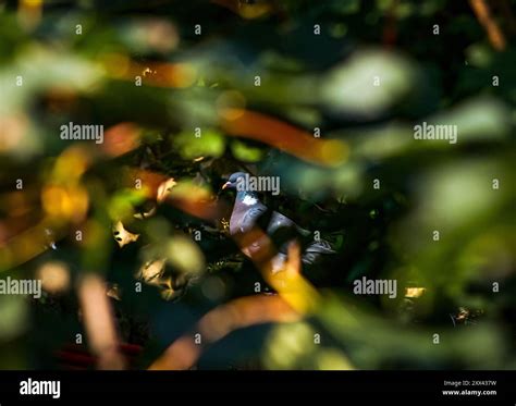 Sycamore wood pigeon hi-res stock photography and images - Alamy