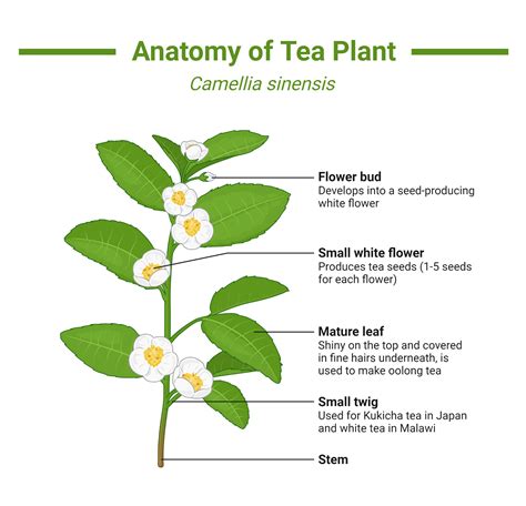 Tea Plant Illustration