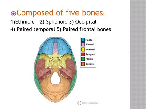 Anterior cranial-fossa | PPT