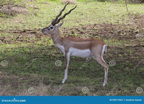 Blackbuck stock image. Image of living, endemic, genus - 95911061