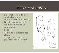 Image result for proximal