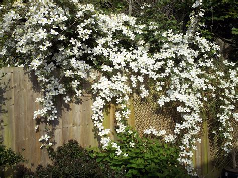 Clematis Montana Alba & Grandiflora (large-flowered). White, profuse ...