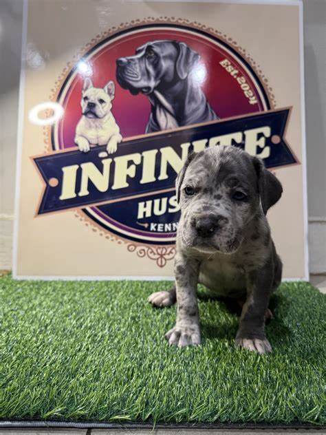 Merle Female 4 - Cane Corso Puppy for Sale in Stratford, CT | Lancaster ...