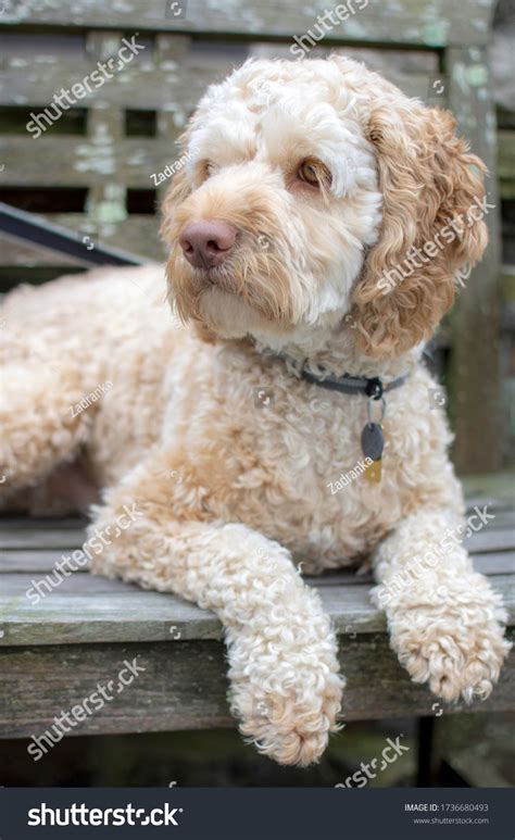 Image result for Beige Cockapoo