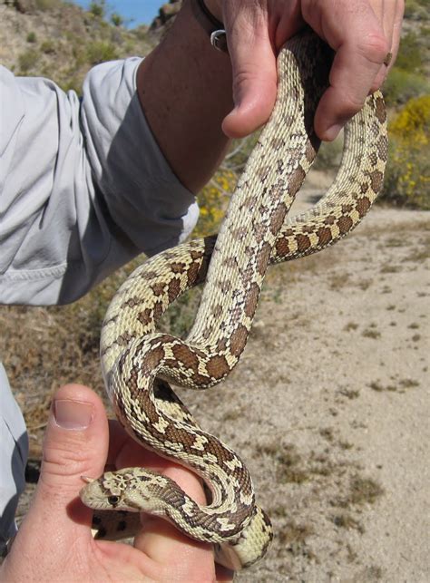 Gopher Snakes For Pest Control at Bev Wood blog