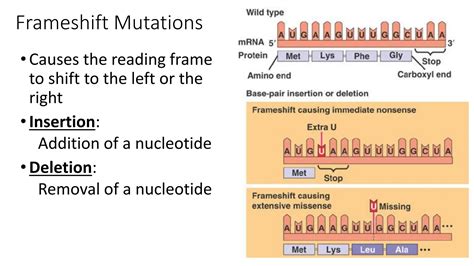 mutations ( types of mutation) point , missense , nonsense | PDF