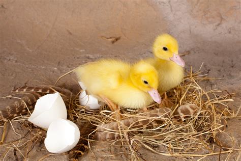 Duck Eggs Hatching