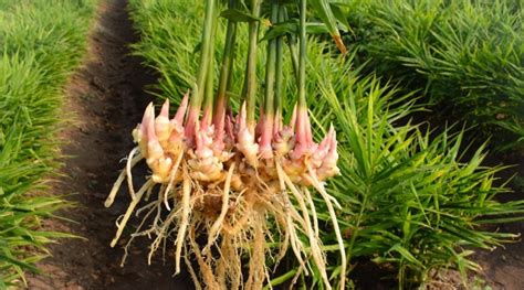 Runner Plant 的图像结果