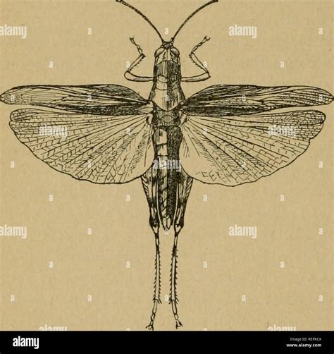 . Common injurious insects of Kansas. Insect pests; Insects. 42 ...