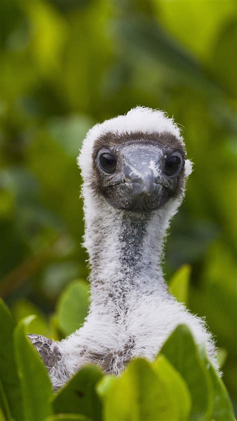 Red-footed booby (Sula sula) chick, Genovesa Island, Galapagos Islands, Ecuador | Windows ...